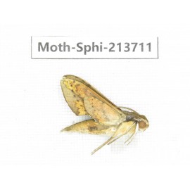 Sphingidae sp. China, Guizhou, Tongren, Mt.Fanjingshan. 1Pcs. Moth-Sphi-213711.