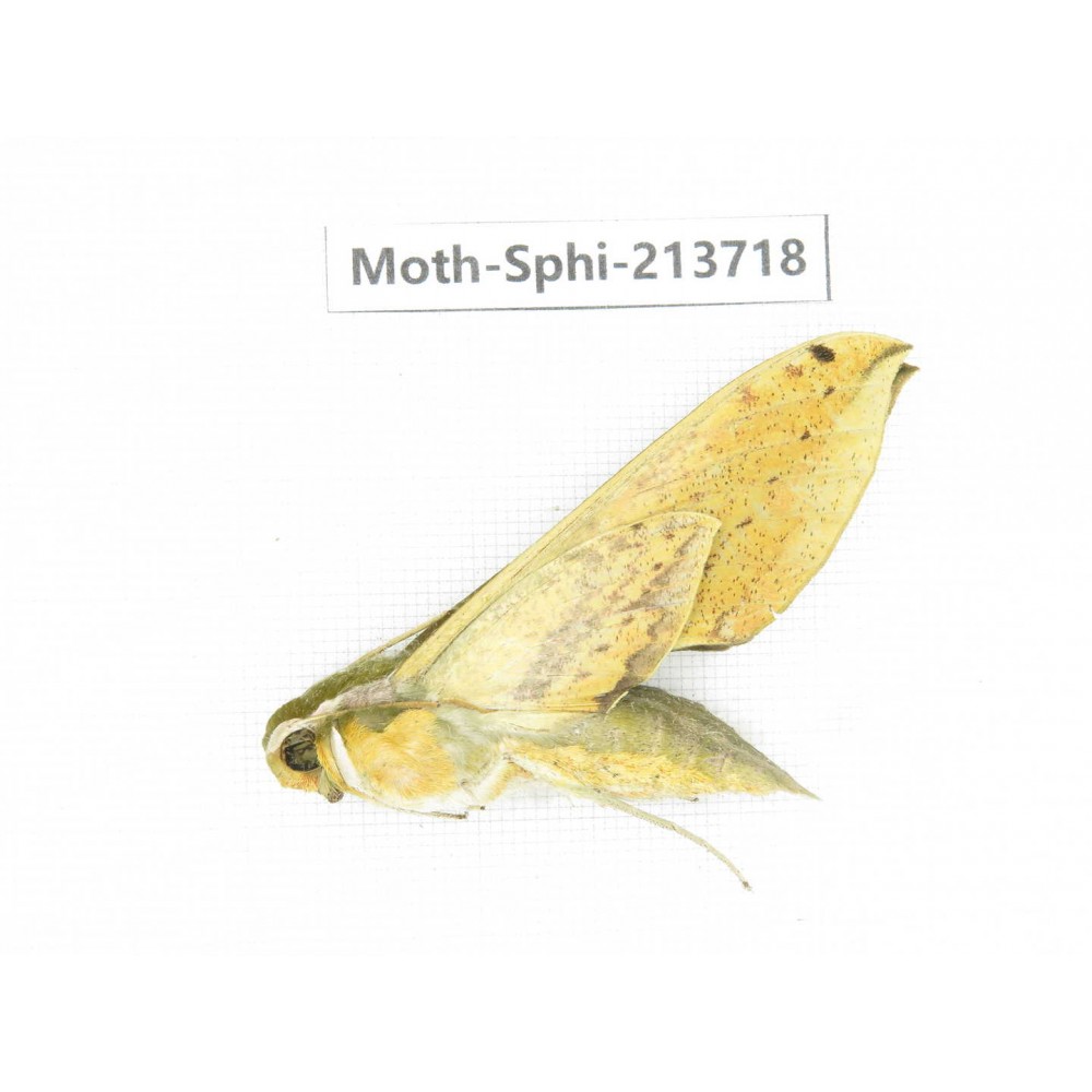 Sphingidae sp. China, Guizhou, Tongren, Mt.Fanjingshan. 1Pcs. Moth-Sphi-213718.