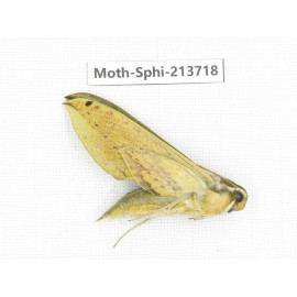 Sphingidae sp. China, Guizhou, Tongren, Mt.Fanjingshan. 1Pcs. Moth-Sphi-213718.