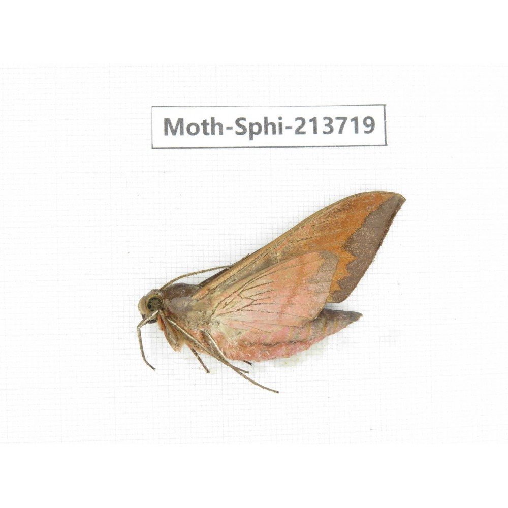 Sphingidae sp. China, Guizhou, Tongren, Mt.Fanjingshan. 1Pcs. Moth-Sphi-213719.