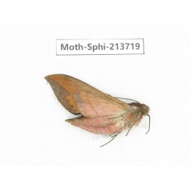 Sphingidae sp. China, Guizhou, Tongren, Mt.Fanjingshan. 1Pcs. Moth-Sphi-213719.