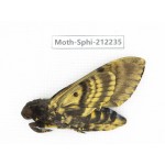 Sphingidae sp. China, Guizhou, Tongren, Mt.Fanjingshan. 1Pcs. Moth-Sphi-212235.