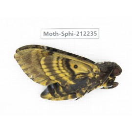 Sphingidae sp. China, Guizhou, Tongren, Mt.Fanjingshan. 1Pcs. Moth-Sphi-212235.