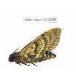Sphingidae sp. China, Guizhou, Tongren, Mt.Fanjingshan. 1Pcs. Moth-Sphi-212236.