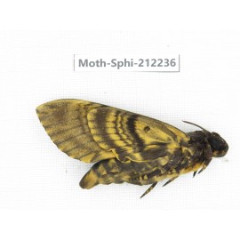 Sphingidae sp. China, Guizhou, Tongren, Mt.Fanjingshan. 1Pcs. Moth-Sphi-212236.