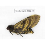 Sphingidae sp. China, Guizhou, Tongren, Mt.Fanjingshan. 1Pcs. Moth-Sphi-212249.
