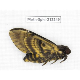 Sphingidae sp. China, Guizhou, Tongren, Mt.Fanjingshan. 1Pcs. Moth-Sphi-212249.