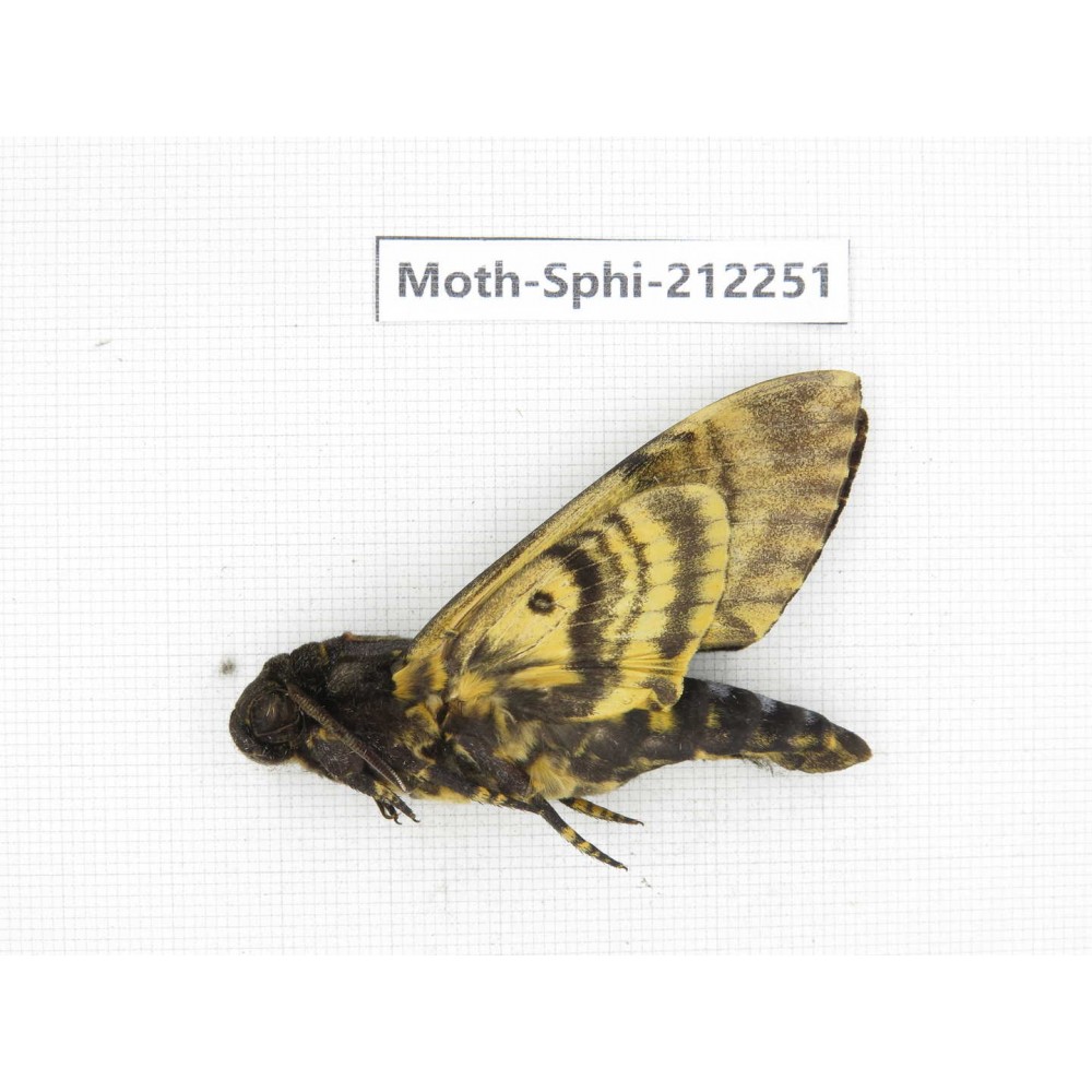 Sphingidae sp. China, Guizhou, Tongren, Mt.Fanjingshan. 1Pcs. Moth-Sphi-212251.