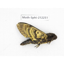 Sphingidae sp. China, Guizhou, Tongren, Mt.Fanjingshan. 1Pcs. Moth-Sphi-212251.