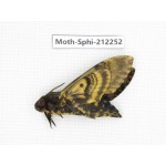 Sphingidae sp. China, Guizhou, Tongren, Mt.Fanjingshan. 1Pcs. Moth-Sphi-212252.