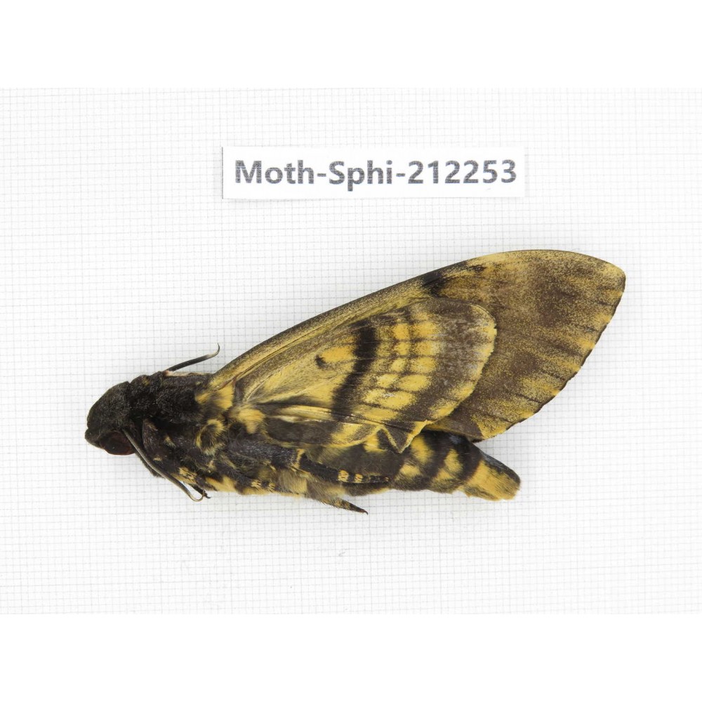 Sphingidae sp. China, Guizhou, Tongren, Mt.Fanjingshan. 1Pcs. Moth-Sphi-212253.