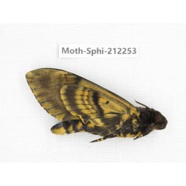 Sphingidae sp. China, Guizhou, Tongren, Mt.Fanjingshan. 1Pcs. Moth-Sphi-212253.
