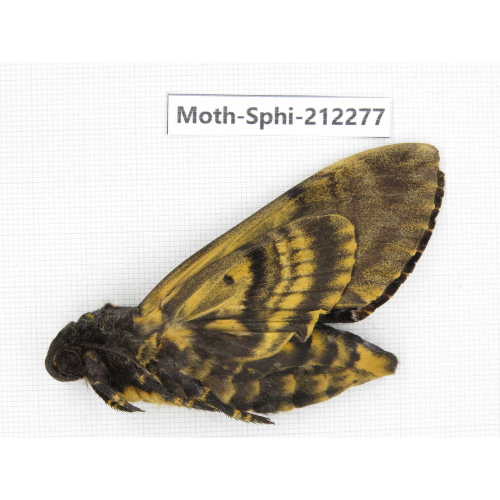 Sphingidae sp. China, Guizhou, Tongren, Mt.Fanjingshan. 1Pcs. Moth-Sphi-212277.