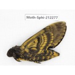 Sphingidae sp. China, Guizhou, Tongren, Mt.Fanjingshan. 1Pcs. Moth-Sphi-212277.