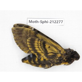 Sphingidae sp. China, Guizhou, Tongren, Mt.Fanjingshan. 1Pcs. Moth-Sphi-212277.