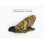 Sphingidae sp. China, Guizhou, Tongren, Mt.Fanjingshan. 1Pcs. Moth-Sphi-212278.