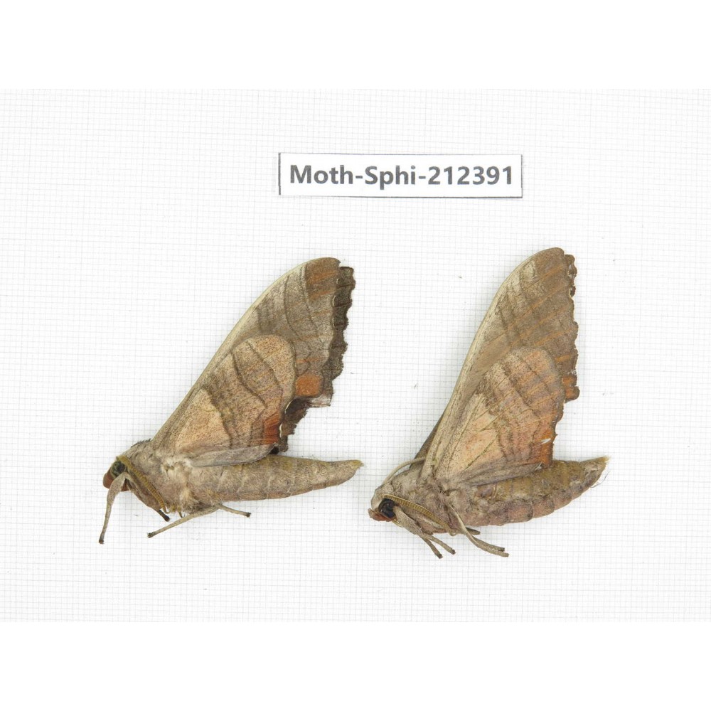 Sphingidae sp. China, Guizhou, Tongren, Mt.Fanjingshan. 2Pcs. Moth-Sphi-212391.
