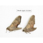 Sphingidae sp. China, Guizhou, Tongren, Mt.Fanjingshan. 2Pcs. Moth-Sphi-212391.