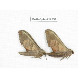 Sphingidae sp. China, Guizhou, Tongren, Mt.Fanjingshan. 2Pcs. Moth-Sphi-212391.