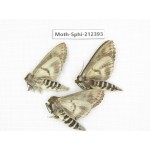 Sphingidae sp. China, Guizhou, Tongren, Mt.Fanjingshan. 3Pcs. Moth-Sphi-212393.