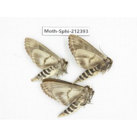 Sphingidae sp. China, Guizhou, Tongren, Mt.Fanjingshan. 3Pcs. Moth-Sphi-212393.