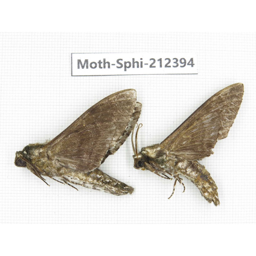 Sphingidae sp. China, Guizhou, Tongren, Mt.Fanjingshan. 2Pcs. Moth-Sphi-212394.
