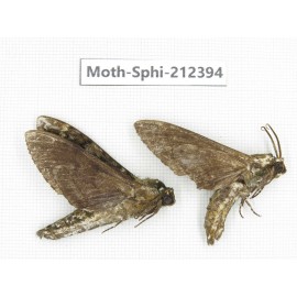 Sphingidae sp. China, Guizhou, Tongren, Mt.Fanjingshan. 2Pcs. Moth-Sphi-212394.