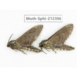 Sphingidae sp. China, Guizhou, Tongren, Mt.Fanjingshan. 2Pcs. Moth-Sphi-212396.