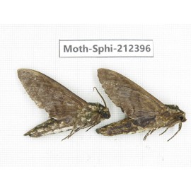 Sphingidae sp. China, Guizhou, Tongren, Mt.Fanjingshan. 2Pcs. Moth-Sphi-212396.