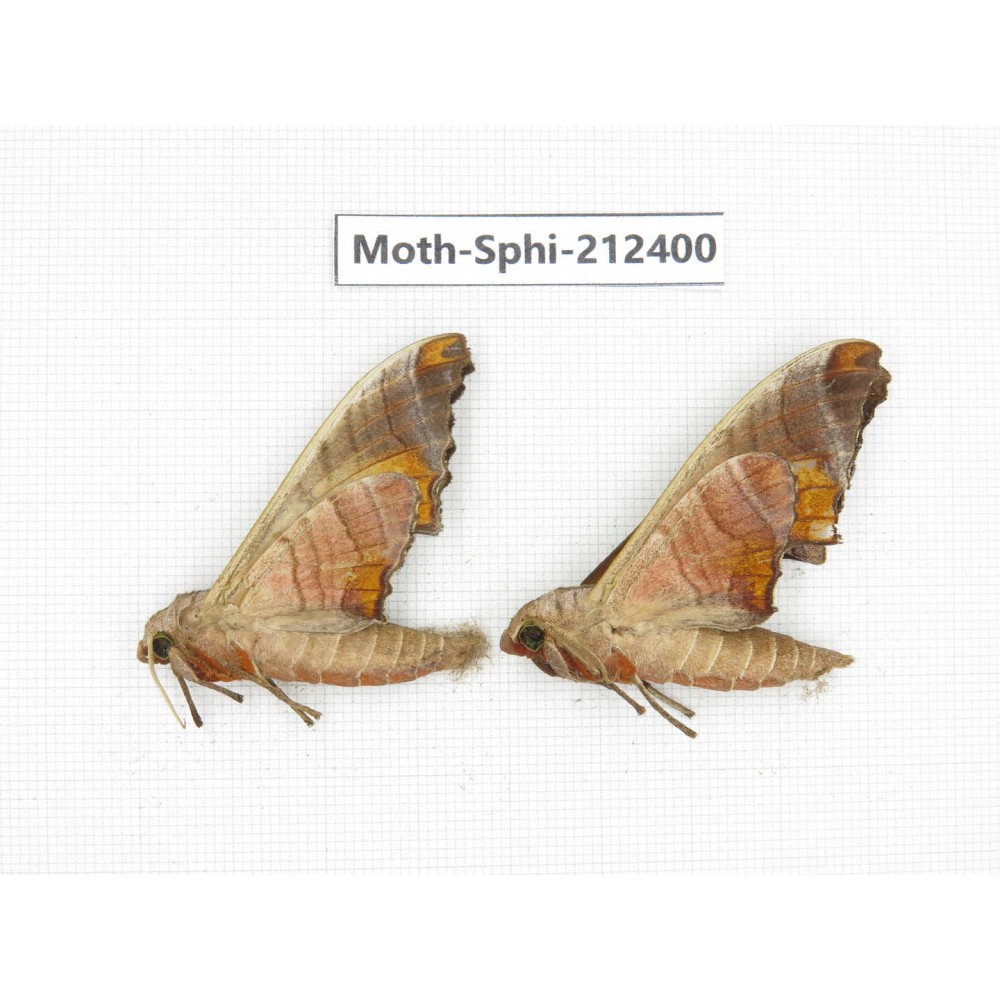 Sphingidae sp. China, Guizhou, Tongren, Mt.Fanjingshan. 2Pcs. Moth-Sphi-212400.
