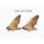 Sphingidae sp. China, Guizhou, Tongren, Mt.Fanjingshan. 2Pcs. Moth-Sphi-212400.