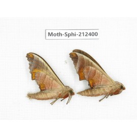 Sphingidae sp. China, Guizhou, Tongren, Mt.Fanjingshan. 2Pcs. Moth-Sphi-212400.