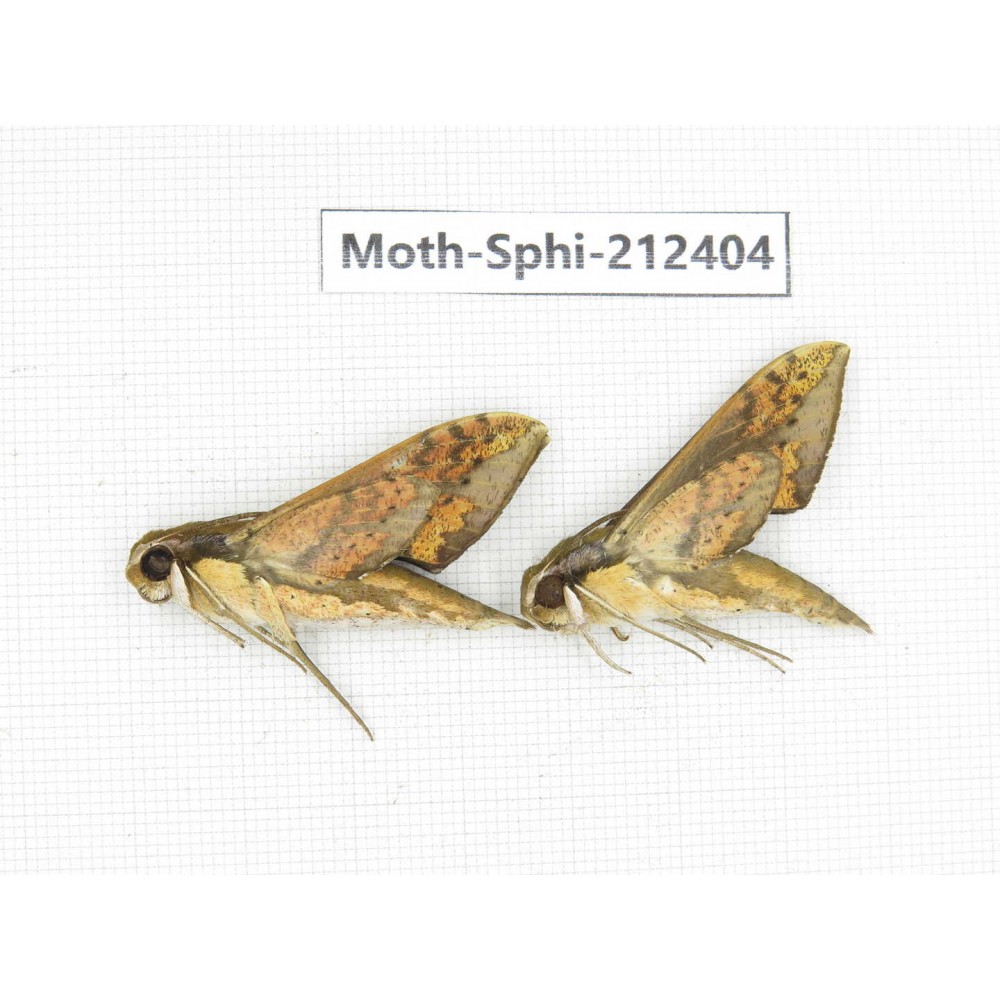 Sphingidae sp. China, Guizhou, Tongren, Mt.Fanjingshan. 2Pcs. Moth-Sphi-212404.