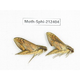 Sphingidae sp. China, Guizhou, Tongren, Mt.Fanjingshan. 2Pcs. Moth-Sphi-212404.