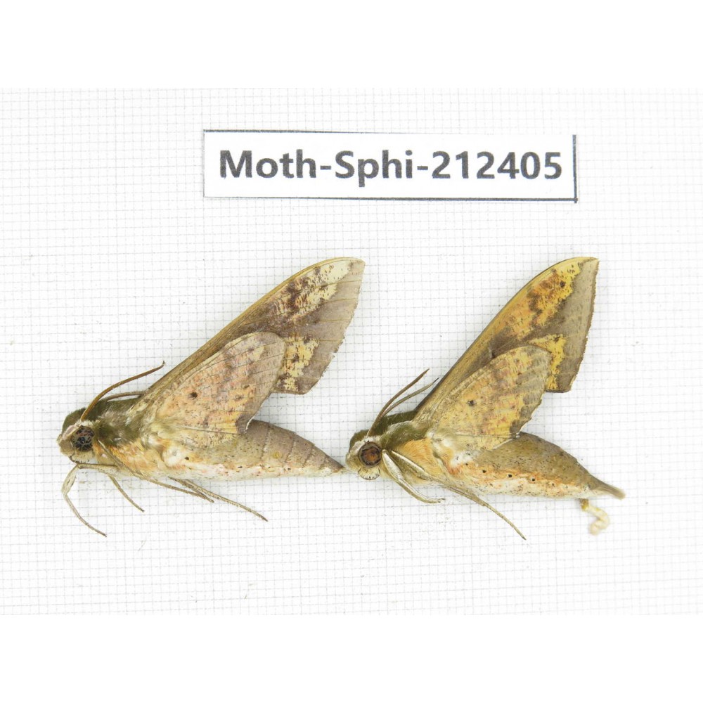 Sphingidae sp. China, Guizhou, Tongren, Mt.Fanjingshan. 2Pcs. Moth-Sphi-212405.