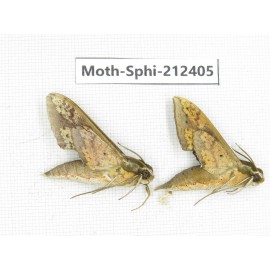 Sphingidae sp. China, Guizhou, Tongren, Mt.Fanjingshan. 2Pcs. Moth-Sphi-212405.