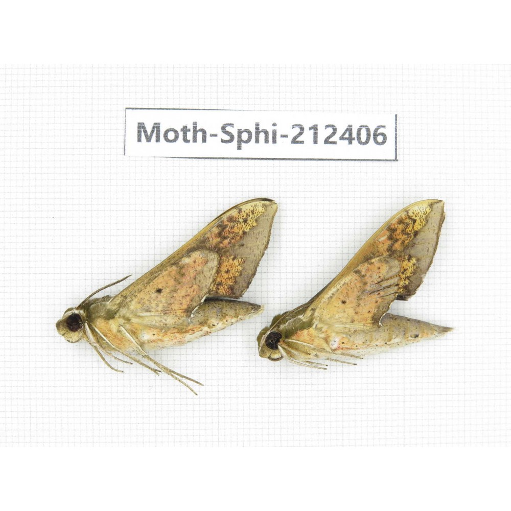 Sphingidae sp. China, Guizhou, Tongren, Mt.Fanjingshan. 2Pcs. Moth-Sphi-212406.