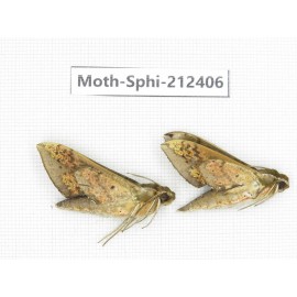 Sphingidae sp. China, Guizhou, Tongren, Mt.Fanjingshan. 2Pcs. Moth-Sphi-212406.