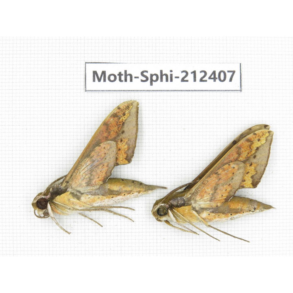 Sphingidae sp. China, Guizhou, Tongren, Mt.Fanjingshan. 2Pcs. Moth-Sphi-212407.
