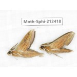 Sphingidae sp. China, Guizhou, Tongren, Mt.Fanjingshan. 2Pcs. Moth-Sphi-212418.
