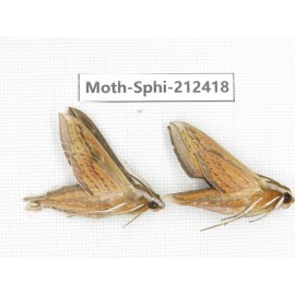 Sphingidae sp. China, Guizhou, Tongren, Mt.Fanjingshan. 2Pcs. Moth-Sphi-212418.