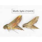 Sphingidae sp. China, Guizhou, Tongren, Mt.Fanjingshan. 2Pcs. Moth-Sphi-212419.