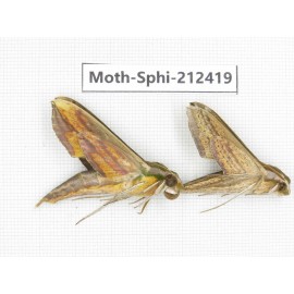 Sphingidae sp. China, Guizhou, Tongren, Mt.Fanjingshan. 2Pcs. Moth-Sphi-212419.