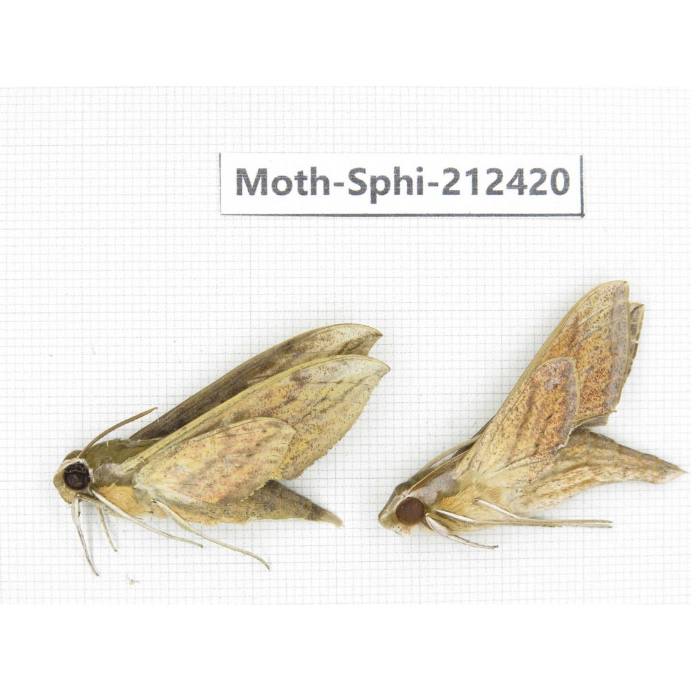 Sphingidae sp. China, Guizhou, Tongren, Mt.Fanjingshan. 2Pcs. Moth-Sphi-212420.