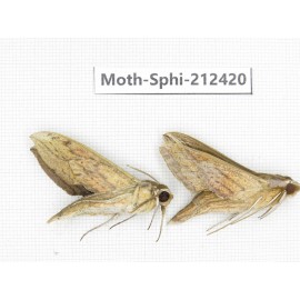 Sphingidae sp. China, Guizhou, Tongren, Mt.Fanjingshan. 2Pcs. Moth-Sphi-212420.