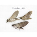 Sphingidae sp. China, Guizhou, Tongren, Mt.Fanjingshan. 3Pcs. Moth-Sphi-212423.