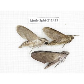 Sphingidae sp. China, Guizhou, Tongren, Mt.Fanjingshan. 3Pcs. Moth-Sphi-212423.