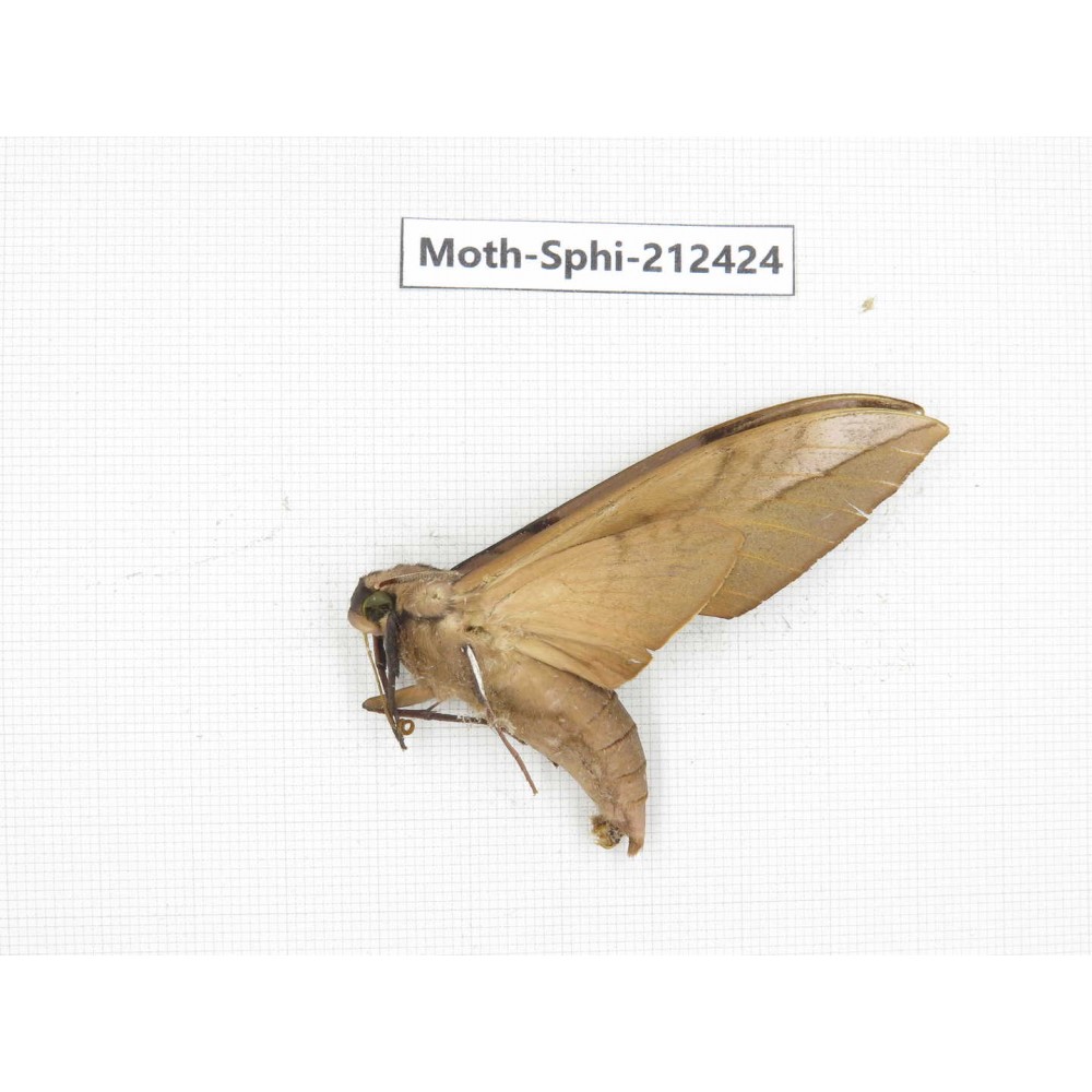 Sphingidae sp. China, Guizhou, Tongren, Mt.Fanjingshan. 1Pcs. Moth-Sphi-212424.