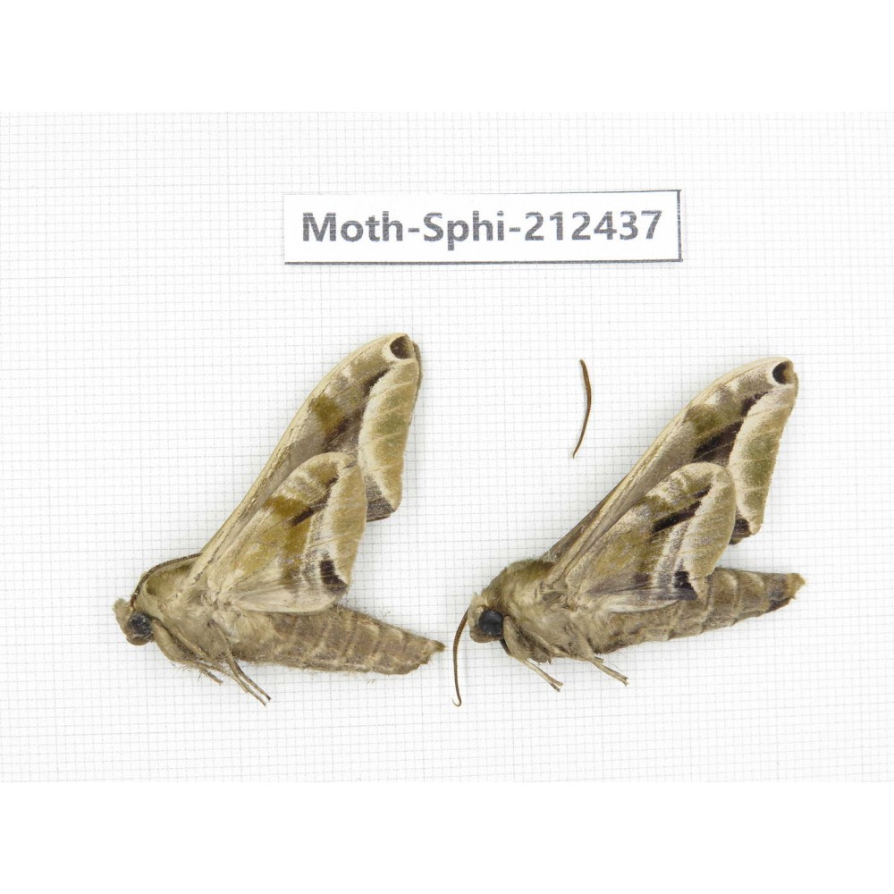Sphingidae sp. China, Guizhou, Tongren, Mt.Fanjingshan. 2Pcs. Moth-Sphi-212437.