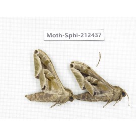 Sphingidae sp. China, Guizhou, Tongren, Mt.Fanjingshan. 2Pcs. Moth-Sphi-212437.